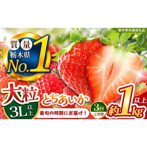 2027年 先行予約受付中！【定期便3回】最旬とちあいか 1kg以上 |  栃木県共通返礼品 いちご 人気 デザート 栃木県 矢板市