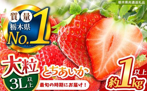 2027年 先行予約受付中!最旬とちあいか 1kg以上 | 栃木県共通返礼品 いちご 人気 デザート 栃木県 矢板市
