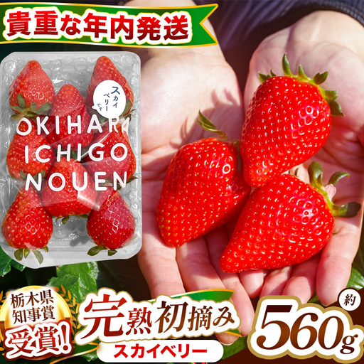 【先行予約】[数量限定] 貴重な12月発送！大粒「初摘み スカイベリー」 280g×2P