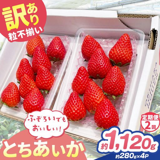 【定期便2回】訳あり 粒不揃い とちあいか 1,120g (280g×4P) | 栃木県 矢板市 澳原いちご農園