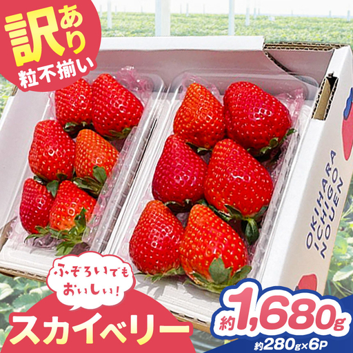 【定期便2回】訳あり 粒不揃い スカイベリー 560g (280g×2P) | 栃木県 矢板市 澳原いちご農園