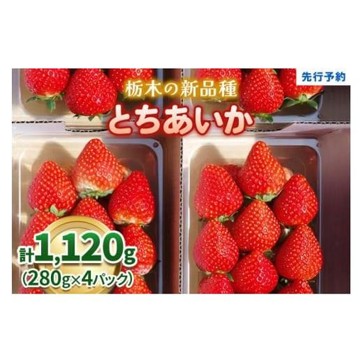 [定期便2回]いちご 栃木の新定番 「とちあいか」 1,120g (280g×4P)| 澳原いちご農園 栃木県 矢板市