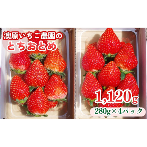 【定期便3回】栃木のいちご！元祖 「とちおとめ」 1,120g (280g×4P)| 澳原いちご農園 栃木県 矢板市