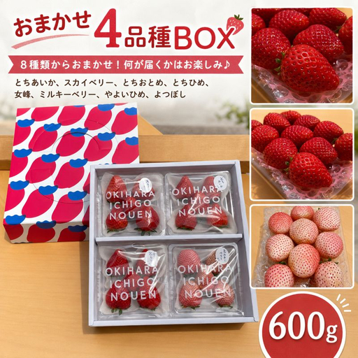 いちご 人気 食べ比べ 4品種 おまかせセット 約600g 【先行予約】 栃木県 矢板市 澳原いちご農園