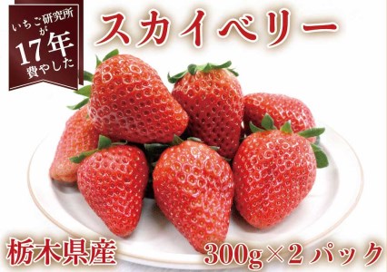 [12月中旬より順次発送予定・いちご研究所が17年費やした] スカイベリー600g|いちご イチゴ 苺 フルーツ 果物 産地直送 栃木県産 矢板市産 先行予約 [0420]