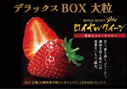 [2025年1月中旬より順次発送] 果肉まで真っ赤な深紅のスイートベリー『58ロハスファームのロイヤルクイーン』1箱|いちご 苺 果物 フルーツ 産地直送 先行予約 [0578]