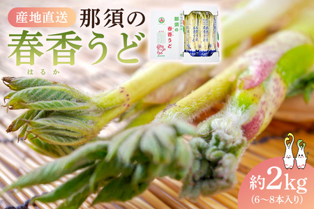 �y���ʌ���zJA�Ȃ��̎Y�n�����@�ߐ{�̏t�����ǁ@1��(��2kg/6�`8�{����) ns084-003