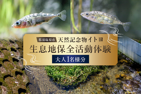 那須塩原市天然記念物イトヨ 採捕・生息地保全活動体験[大人1名様分] ns056-003