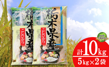 [栃木県共通返礼品・栃木県産][定期便3回]食味ランキング「特A」 こしひかり 10kg | 白米 精米 お米 ブランド米 栃木県 特産品 下野市 送料無料