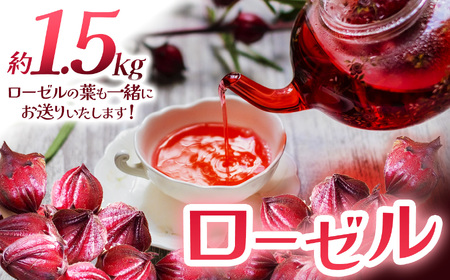 [[ ([[̗t) 1.5kg | Ȗ، s