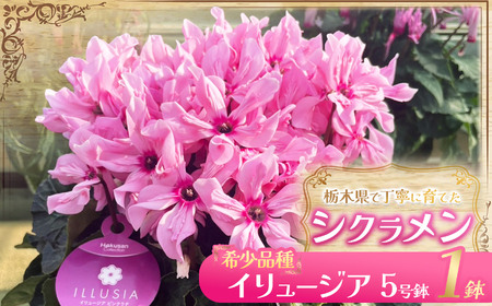 シクラメン イリュージア(5号鉢) | 観葉植物 鉢植え 花 園芸 ドラゴン シューベルト ドリームパープル ドリームピンク ヨハンシュトラウス クリスマス 贈り物 ギフト 室内インテリア 先行予約 栃木県 下野市 送料無料