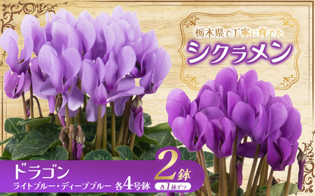 シクラメン ドラゴン ライトブルー・ディープブルー2色入り(各4号鉢) 