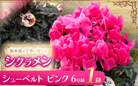 シクラメン シューベルト(ピンク)6号鉢 | 観葉植物 鉢植え 花 園芸 イリュージア ドラゴン ドリームパープル ドリームピンク ヨハンシュトラウス クリスマス 贈り物 ギフト 室内インテリア 先行予約 送料無料 栃木県 下野市
