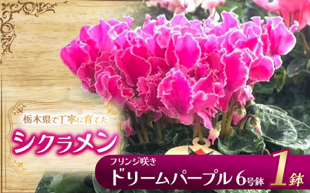 シクラメン フリンジ咲きドリームパープル 6号鉢 | 観葉植物 鉢植え 花 園芸 イリュージア ドラゴン シューベルト ドリームピンク ヨハンシュトラウス クリスマス 贈り物 ギフト 室内インテリア 栃木県 下野市 先行予約 送料無料