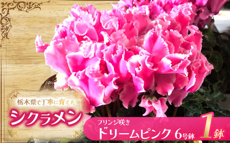 シクラメン フリンジ咲きドリームピンク 6号鉢 | 観葉植物 鉢植え 花 園芸 イリュージア ドラゴン シューベルト ドリームパープル ヨハンシュトラウス クリスマス 贈り物 ギフト 室内インテリア 送料無料 先行予約 栃木県 下野市