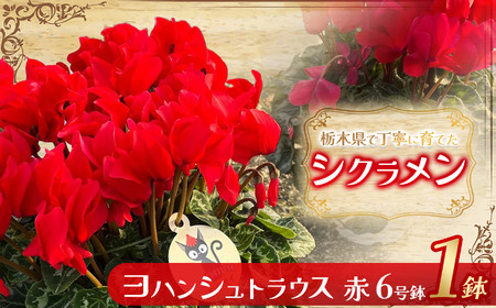 シクラメン ヨハンシュトラウス(赤)6号鉢 | 観葉植物 鉢植え 花 園芸 イリュージア ドラゴン シューベルト ドリームパープル ドリームピンク クリスマス 贈り物 ギフト 室内インテリア 送料無料 先行予約 栃木県 下野市