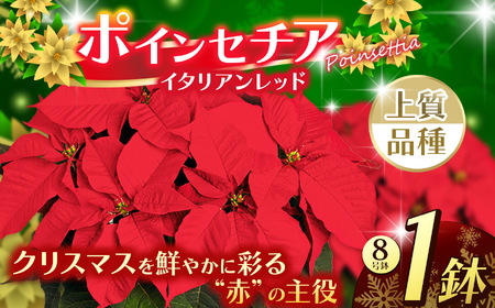 ポインセチア イタリアンレッド(8号鉢) | 鉢植え 花 園芸 イエロールクス 6号鉢 イタリアンレッド 6号鉢 ウィンターローズ 7号鉢 クリスマス 贈り物 ギフト 室内インテリア 観葉植物 送料無料 先行予約 栃木県 下野市