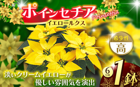 ポインセチア イエロールクス(6号鉢) | 鉢植え 花 園芸 イエロールクス 6号鉢 イタリアンレッド 6号鉢 ウィンターローズ 7号鉢 クリスマス 贈り物 ギフト 室内インテリア 観葉植物 送料無料 先行予約 栃木県 下野市
