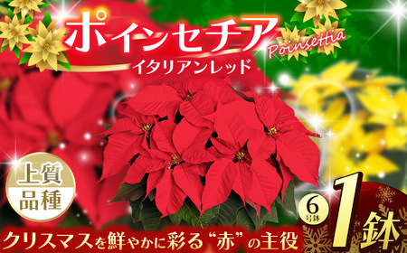 ポインセチア イタリアンレッド(6号鉢) | 鉢植え 花 園芸 イエロールクス 6号鉢 イタリアンレッド 6号鉢 ウィンターローズ 7号鉢 クリスマス 贈り物 ギフト 室内インテリア 観葉植物 送料無料 先行予約 栃木県 下野市