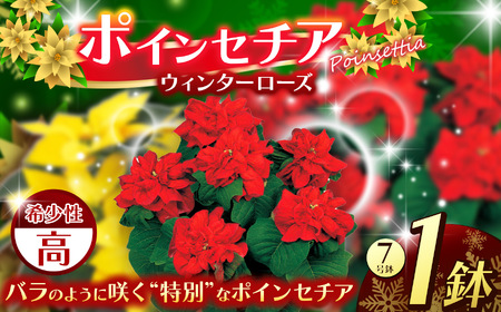 ポインセチア ウィンターローズ(7号鉢) | 鉢植え 花 園芸 イエロールクス 6号鉢 イタリアンレッド 6号鉢 ウィンターローズ 7号鉢 クリスマス 贈り物 ギフト 室内インテリア 観葉植物 送料無料 先行予約 栃木県 下野市