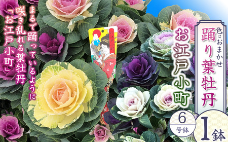 踊り葉牡丹 お江戸小町 6号鉢 | 鉢植え 葉牡丹 葉ぼたん はぼたん ハボタン 花 園芸 6号鉢 プラチナケール 贈り物 ギフト 室内インテリア 観葉植物 店舗装飾 お正月 迎え花 寄せ植え 送料無料 先行予約 栃木県 下野市