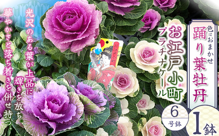 踊り葉牡丹 お江戸小町 プラチナケール 6号鉢 