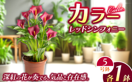観賞用 花 カラー (5号) レッドシンフォニー 