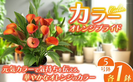 観賞用 花 カラー (5号) オレンジプライド 