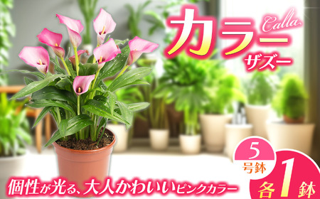観賞用 花 カラー (5号) ザズー 