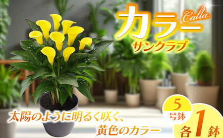 観賞用 花 カラー (5号) サンクラブ 