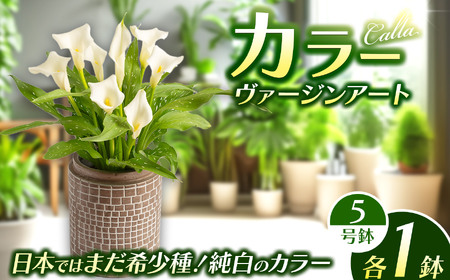 観賞用 花 カラー (5号) ヴァージンアート 