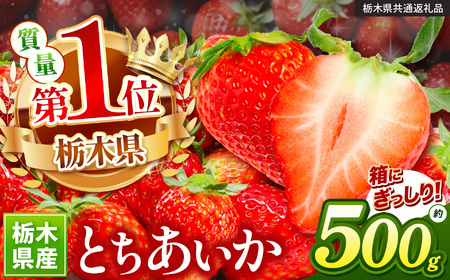 苺 ぎっしりとちあいか 500g [先行予約] | 果物 くだもの フルーツ 野菜 やさい ヤサイ 苺 イチゴ いちご とちあいか 新鮮 甘い 数量 限定 美味しい 果物 フルーツ デザート 送料無料 [栃木県共通返礼品] 栃木県 下野市