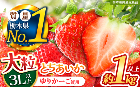 苺 とちあいか 3L以上ホール詰め [先行予約] | 果物 くだもの フルーツ 野菜 やさい ヤサイ 苺 イチゴ いちご とちあいか 新鮮 甘い 数量 限定 美味しい 果物 フルーツ デザート 送料無料 [栃木県共通返礼品] 栃木県 下野市