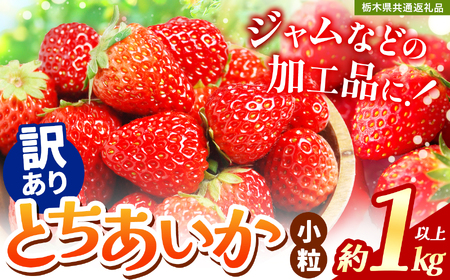 苺 訳ありいちご サイズランダム 1kg以上[先行予約] 