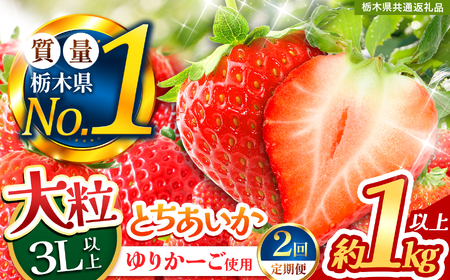 苺 とちあいか 3L以上ホール詰め [定期便2回][先行予約] 