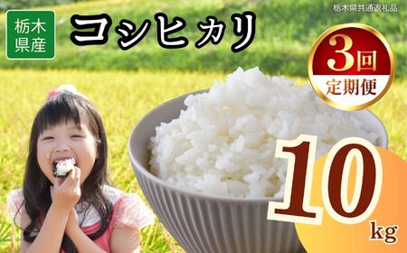 y3ցzȖ،Y RVqJ 10kg | Ȗ، s