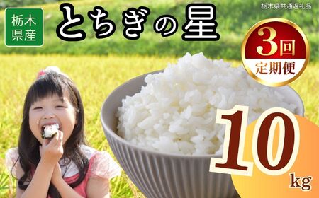 y3ցzȖ،Y Ƃ̐ 10kg | Ȗ، s