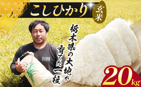 【先行予約】栃木県 下野市 コシヒカリ 玄米 20kg 米 	 																											　米
