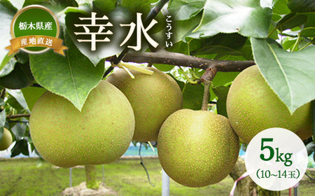 梨 幸水 約5kg（10~14玉） ※2026年8月～発送