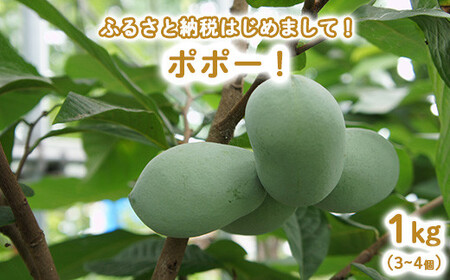 [先行予約]ふるさと納税はじめまして!ポポー!1kg入(3個から4個入) ※北海道・沖縄・離島への配送不可 ※2026年8月下旬〜9月下旬頃に順次発送予定