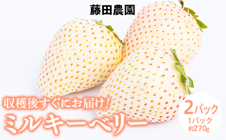 s\ S{̌b݂Ղ󂯂@Ȗ،Oî݂jY ~L[x[ijy2pbNz  C`S   C`S  ~L[x[ 2026N