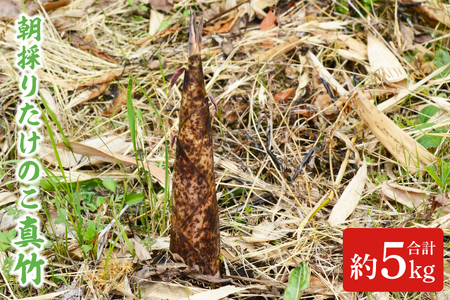 [5月中旬発送開始]朝採りたけのこ 真竹 約 3kg