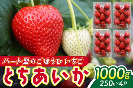 y2026N1Jnzys\zn[g^̂J Ƃ v1kg (250×4pbN) | Ȗ، ӂ邳Ɣ[  C`S  ʕ t[c Ƃ n J n[g^ 