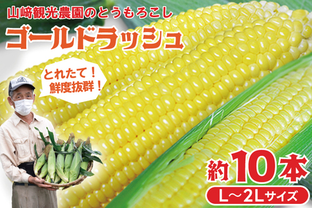 ＼期間限定 先行予約受付中/山﨑観光農園の朝採りとうもろこし「ゴールドラッシュ」約10本 L〜2Lサイズ 
