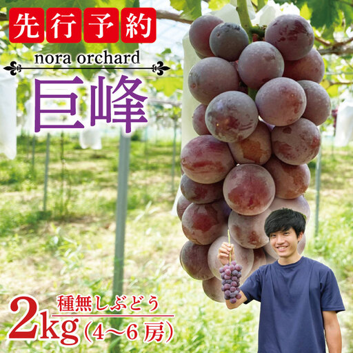 種無し ぶどう 巨峰 2kg (4～6房)  益子町産 DC001