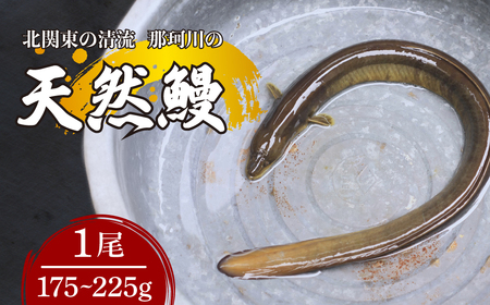 天然鰻 北関東の清流「那珂川産」 1尾 175〜225g 真空冷凍 | うなぎ うなぎ うなぎ うなぎ うなぎ