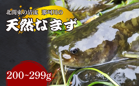 天然なまず(切り身) 北関東の清流「那珂川産」 200g〜299g 真空冷凍 | 天然 鯰 ナマズ 鮮魚 新鮮 北関東 清流 天ぷら から揚げ 味噌漬け焼き アヒージョ Riverline 栃木県 茂木町