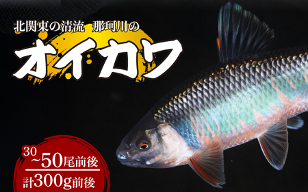 天然オイカワ 那珂川産 30〜50尾前後 計300g前後 冷凍 | オイカワ 天然 釣り 川魚 鮮魚 新鮮 北関東 清流 唐揚げ から揚げ 素揚げ 塩焼き 炭火焼 Riverline 栃木県 茂木町