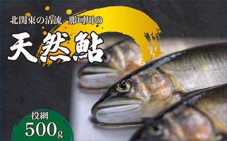 天然鮎(投網漁) 北関東の清流「那珂川産」 500g 真空冷凍 | 鮎 アユ 天然アユ 天然あゆ 魚介 天然 投網 鮮魚 新鮮 北関東 清流 塩焼 炭火焼 茶漬け 天ぷら Riverline 栃木県 茂木町