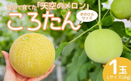 [先行受付]美土里農園の高糖度メロン ころたん 1玉(1kg×1個) | メロン メロン メロン メロン メロン